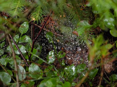 Ormanda çiy parlak örümcek ağı yakın çekim fotoğraf.