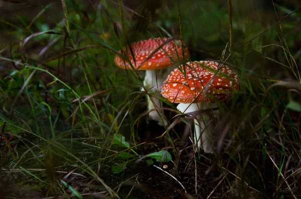 Twee wilde paddenstoelen (Amanita) en groen gras in natte grond in het bos. — Stockfoto