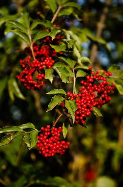 Cerca de la foto de bayas de color rojo vivo brillante en las ramas. Frutales de rowan-tree en verano . —  Fotos de Stock