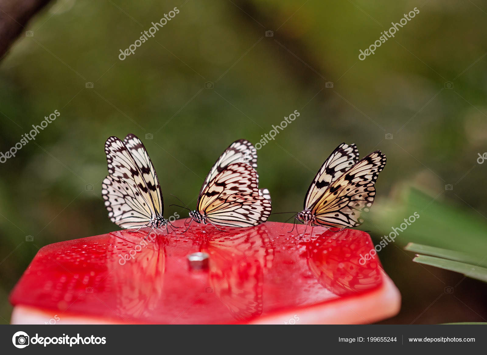 Close View Beautiful Tropical Butterflies Eating Nectar Feeder Zoo