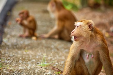 Sevimli küçük maymun road Tayland yakınındaki oturur