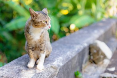Kaldırımda oturan Park sevimli kedi 