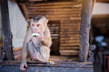 Bambu evde küçük maymun yakından görmek.