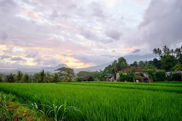 Hermosa Vista Atardecer Con Campo Ascenso Verde Cielo Púrpura — Foto de Stock