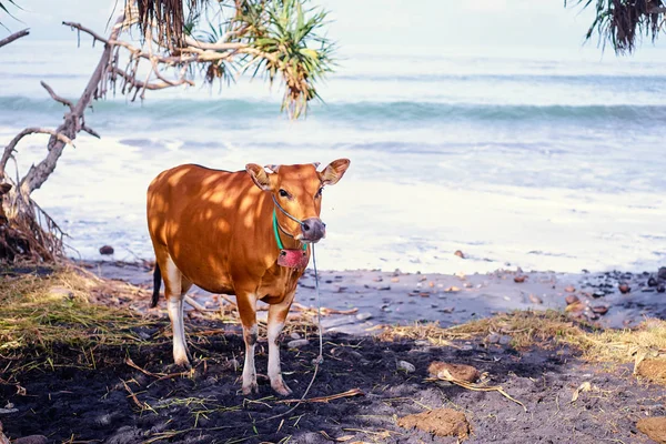 Beautiful View One Cow Sea — Stock Photo, Image