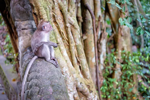 Pequena Peste Monkey Forest Ubud Bali Indonesia — Fotografia de Stock