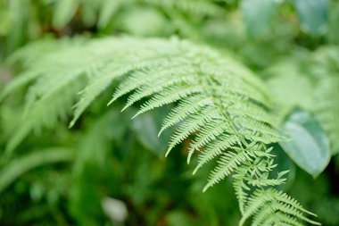 yakın çekim yaprak yeşil fern ormandaki görünümünü.