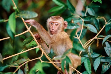 Ağaç üzerinde oturan sevimli küçük maymun