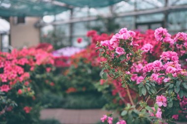 açelya çiçek güzel çiçeği görmek.