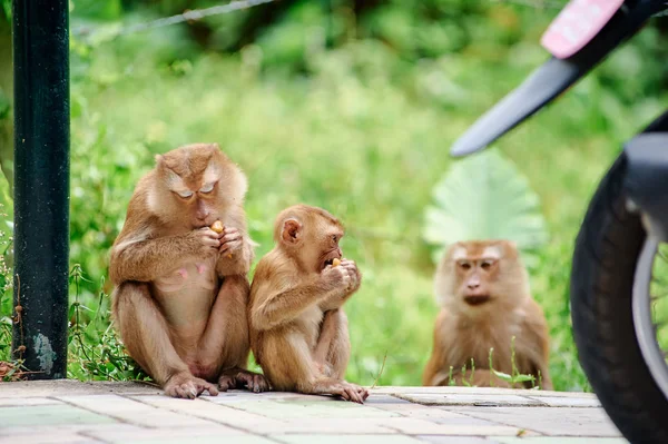 Söpöjen Apinoiden Perhe Istuu Tien Vieressä Thaimaassa — kuvapankkivalokuva