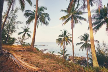 Güzel bir büyük Hindistan cevizi avuç içi ile tropikal plaj manzarası.