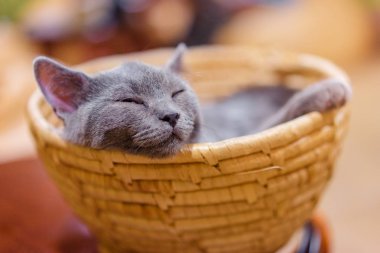 sepet içinde uyuyan küçük gri kedi yakından görmek.