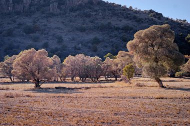 Dağlarda çıplak ağaçlar ile güzel güneşli manzara