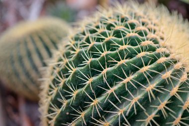 Yakın çekim yeşil kaktüs bitkisinin görünümü.