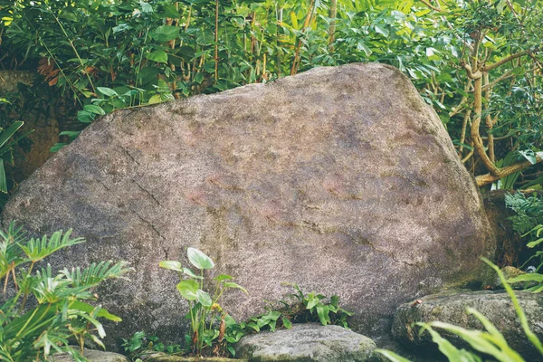 Närbild Vaggar Stenen Grön Djungel — Stockfoto