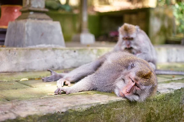 Schattige Kleine Apen Familie Buitenshuis — Stockfoto