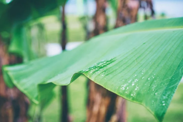 绿色新鲜湿香蕉叶的特写视图与水滴对其 — 图库照片