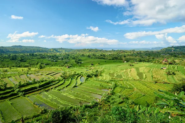 Hermosa Vista Con Vistas Verdes Campos Subida Bali Indonesia — Foto de Stock