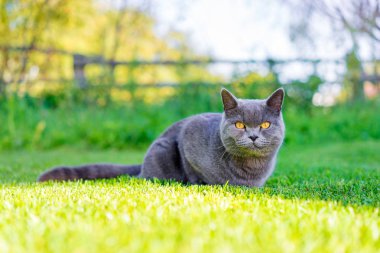 Yeşil çimenlerin üzerinde şirin gri kedi.