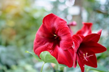 lily çiçek bahçesinde yakından görmek.