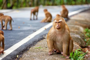 Sevimli küçük maymun road Tayland yakınındaki oturur
