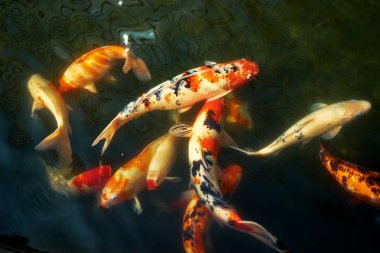 renkli koi balık görmek, sazan balık yüzme su Bahçe.