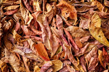 Kuru sarı ve kırmızı yaprakları doku yakından görmek.