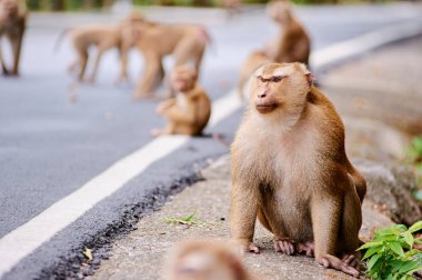 Sevimli küçük maymun road Tayland yakınındaki oturur