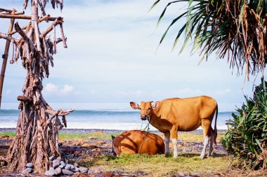 İki inek deniz kenarında güzel görünümü.