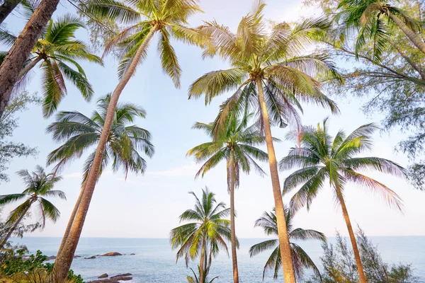 Vacker Utsikt Över Tropisk Strand Med Stora Kokospalmer — Stockfoto