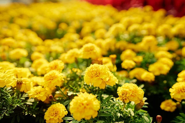Vista Cerca Las Flores Amarillas Caléndula Francesas —  Fotos de Stock