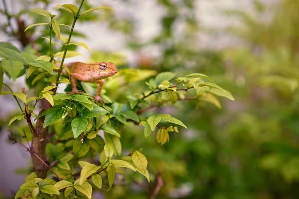 Close View Small Lizard Sitting Green Branch — Stock Photo, Image