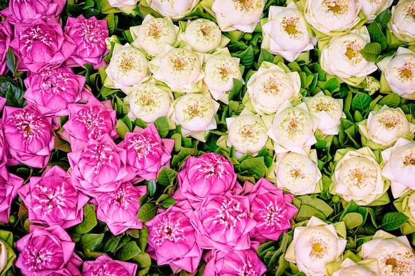 Крупним Планом Вид Квітучий Тропічний Фон Візерунок Квітів Лотоса — стокове фото