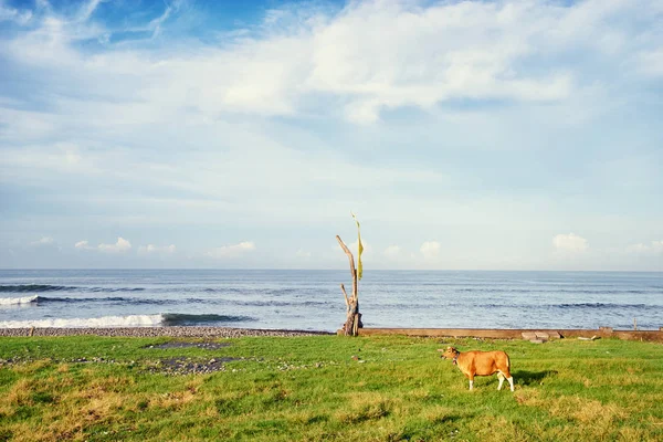 Ενιαία Καφετιά Αγελάδα Στο Πράσινο Πεδίο Κοντά Στη Θάλασσα — Φωτογραφία Αρχείου