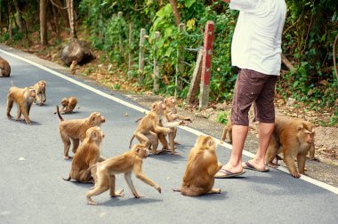 Sevimli maymun yemek istemekten
