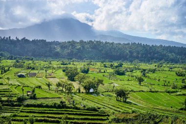 Yeşil artış alanları manzaralı güzel manzara. Bali, Endonezya.
