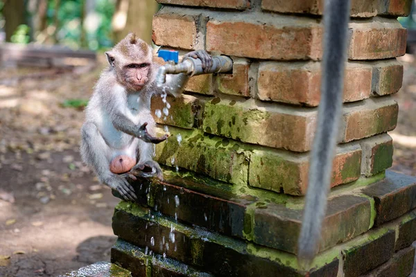 Kleine Aap Drinkwater Monkey Forest Ubud Bali — Stockfoto