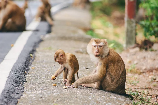 Schattige Apen Zitten Buurt Road Thailand — Stockfoto