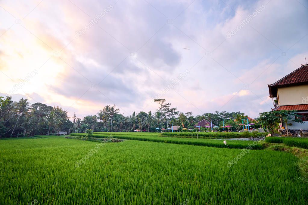 Beautiful landscape with green rice field and houses