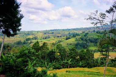 Yeşil vadi, pirinç tarlaları ve dağların güzel görünümünü. Bali Endonezya.