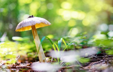 Orman sahne. mantar yerde görmek.