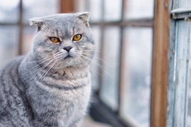 Pencerenin yanında sevimli gri kedi resmi. 
