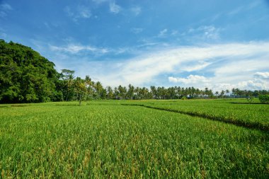  Yeşil pirinç alan, Hindistan cevizi avuç içi ve mavi gökyüzü.