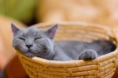 sepet içinde uyuyan küçük gri kedi yakından görmek.