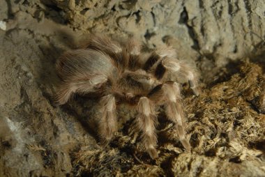 büyük kıllı örümcek yakından görmek.