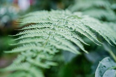 yakın çekim yaprak yeşil fern ormandaki görünümünü.