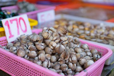  piyasada kabuklarında ham yumuşakçalar yakından görmek.