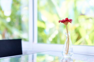 Kırmızı gerbera cam masa üzerinde çiçek.