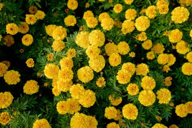 sarı Fransızca marigold çiçek yakından görmek.