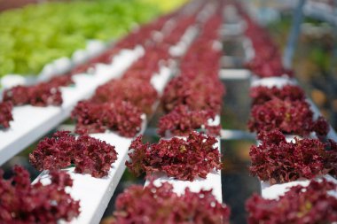 Serada büyüyen renkli lattuce salata bitki.